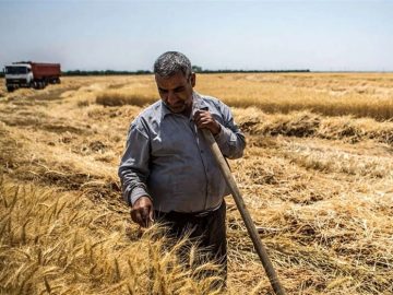 خوشههای گندم زیر تیغ بیتدبیری
