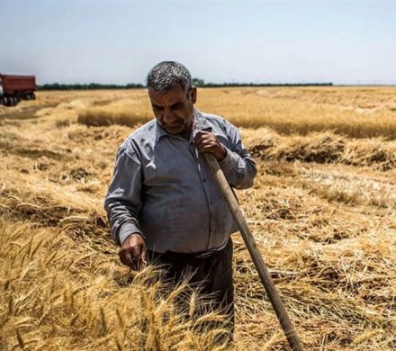 خوشه‌های گندم زیر تیغ بی‌تدبیری