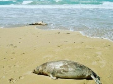 شمار موارد کشفشده به ۳۰ قلاده رسید