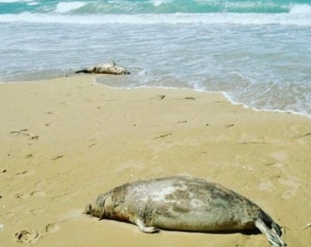 شمار موارد کشفشده به ۳۰ قلاده رسید