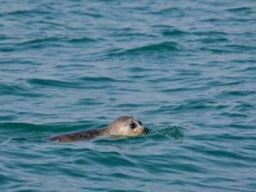 بحران خاموش در خزر