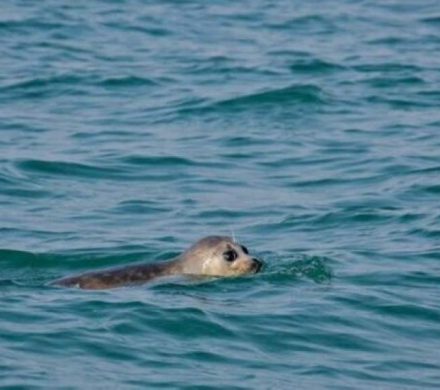 بحران خاموش در خزر