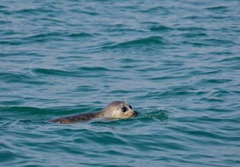 بحران خاموش در خزر