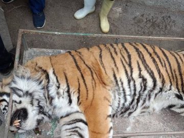 “ببر ونداد” سابقه بیماری داشت