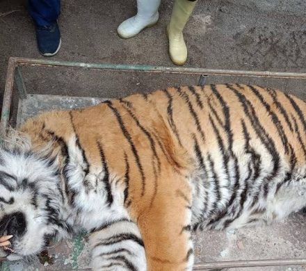 “ببر ونداد‌” ‌سابقه بیماری داشت