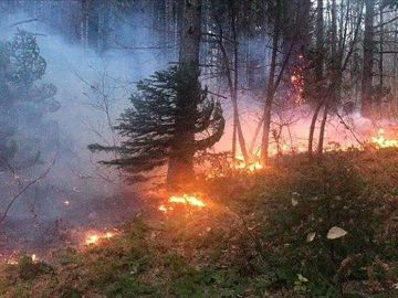 مهار آتشسوزی جنگلهای الیت به پایان رسید