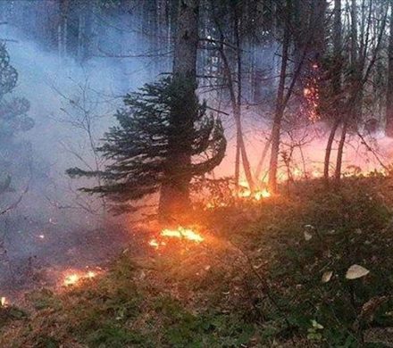 مهار آتش‌سوزی جنگل‌های الیت به پایان رسید‌