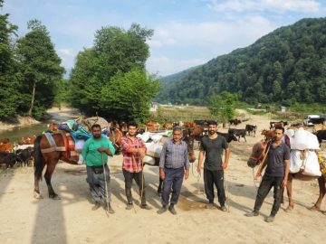 صدای دامداران سوادکوه در دل مه