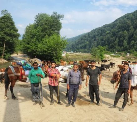 صدای دامداران سوادکوه در دل مه