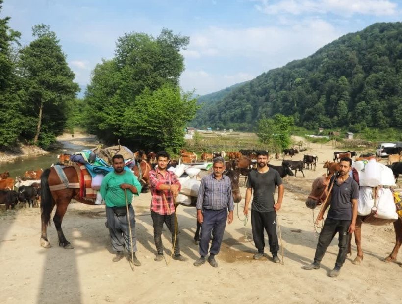 صدای دامداران سوادکوه در دل مه