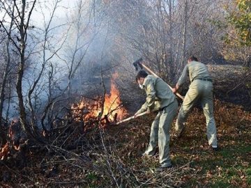 آتش سوزی سریالی در جنگل های شمال