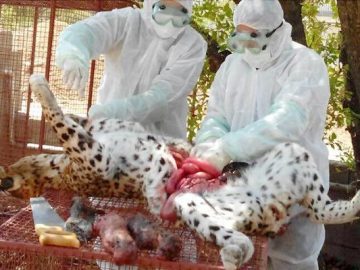 میانکاله تحت تغییرات اقلیمی است