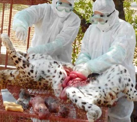 میانکاله تحت تغییرات اقلیمی است