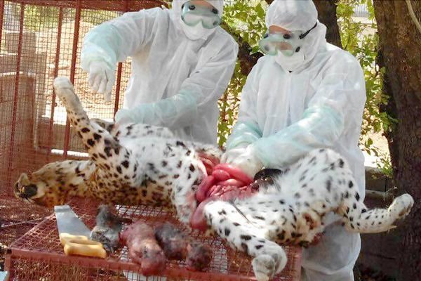 میانکاله تحت تغییرات اقلیمی است