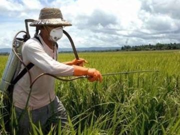 هشدار اجرای مبارزه پاییزه برای کنترل آفات