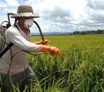 هشدار اجرای مبارزه پاییزه برای کنترل آفات