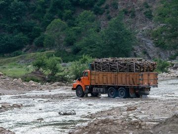 پشت صحنه قاچاق چوب در جنگلهای هیرکانی