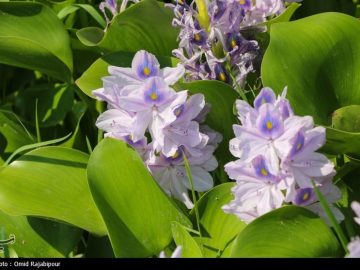 تاختوتاز “شیطان بنفش” در شمال ایران