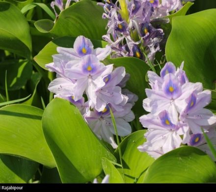 تاخت‌وتاز “شیطان بنفش” در شمال ایران
