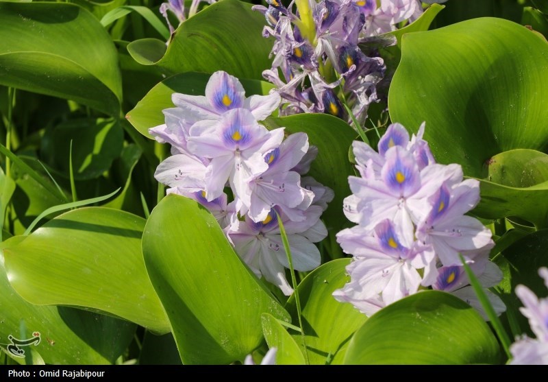 تاخت‌وتاز “شیطان بنفش” در شمال ایران