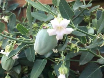 آروجیا، زیبای ویرانگر در هیرکانی