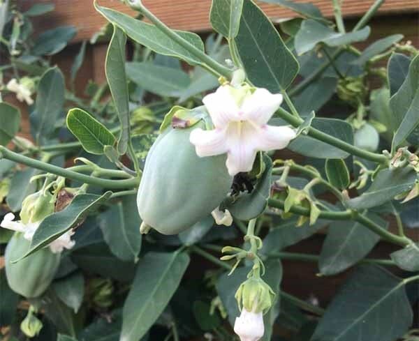 آروجیا، زیبای ویرانگر در هیرکانی