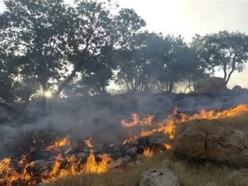 آتش‌افروز هیرکانی دستگیر شد