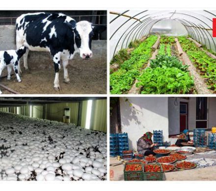 ۴/۵ میلیارد تومان اشتغالزایی و پیوند نسلها