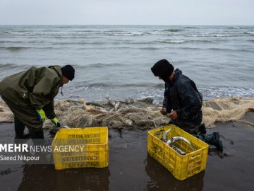 سبدهای پر رونق ماهی در مازندران