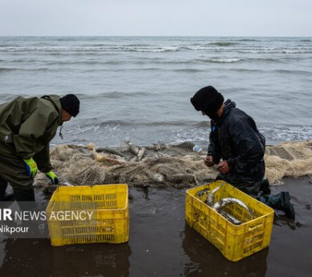 سبدهای پر رونق ماهی در مازندران