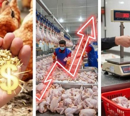 نسخه مازندران برای عبور بازار مرغ از شوک ارزی